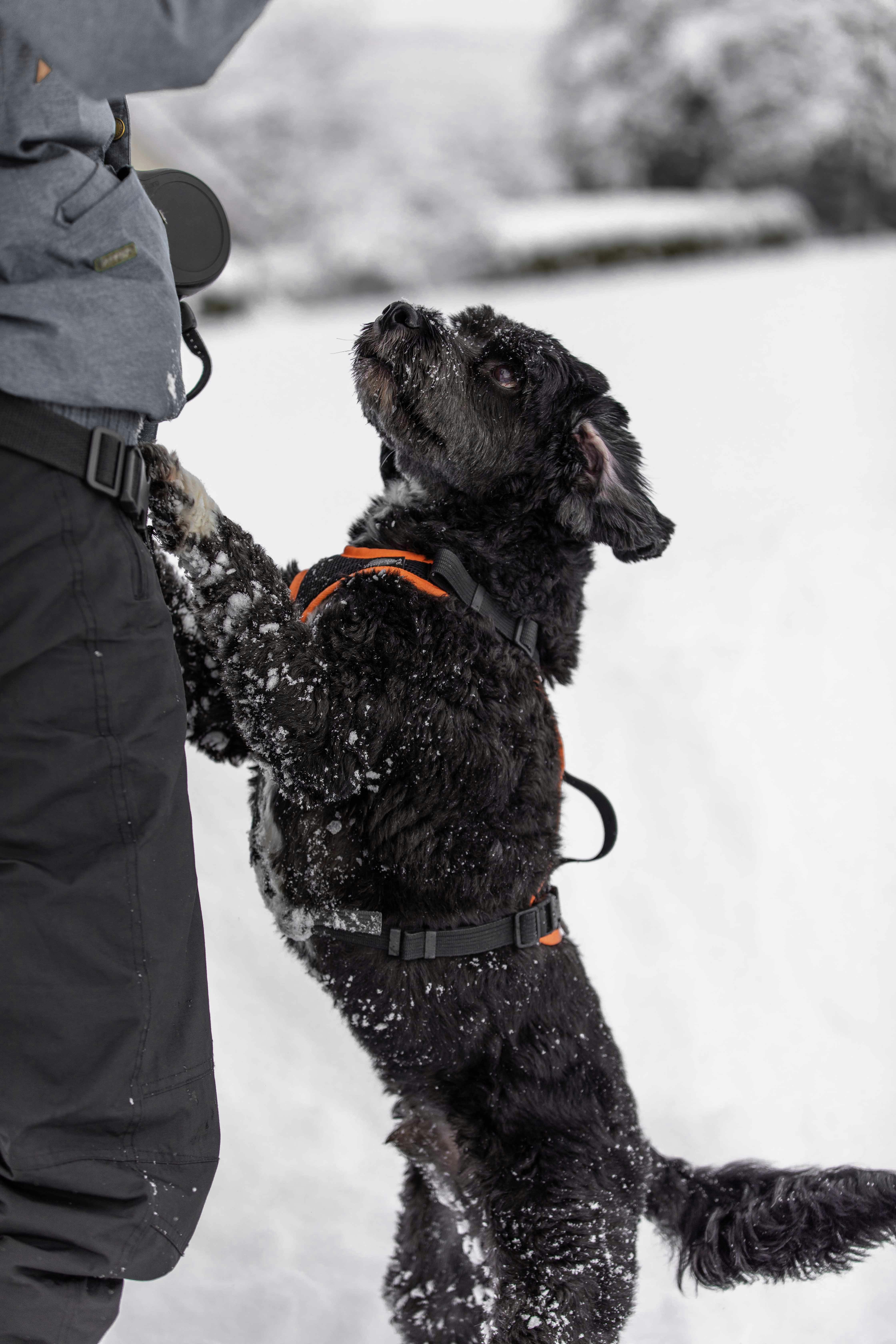 black short coat medium dog on snow covered ground during daytime